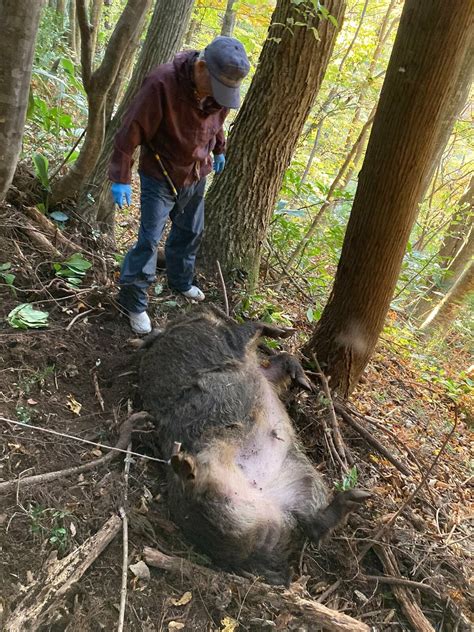 獣姦ビデオでイノシシが田舎の住人と交尾する